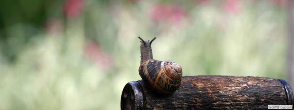 snail00002