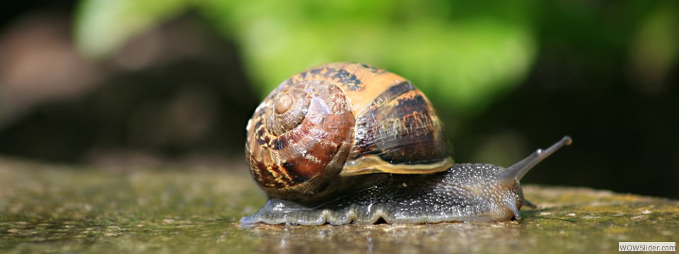 snail00005