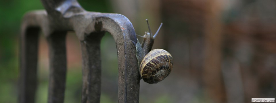 snail00018